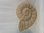 Deko Keramik Schneckenhaus, Ammonit zum Bepflanzen creme gesprenkelt Handarbeit 15 cm